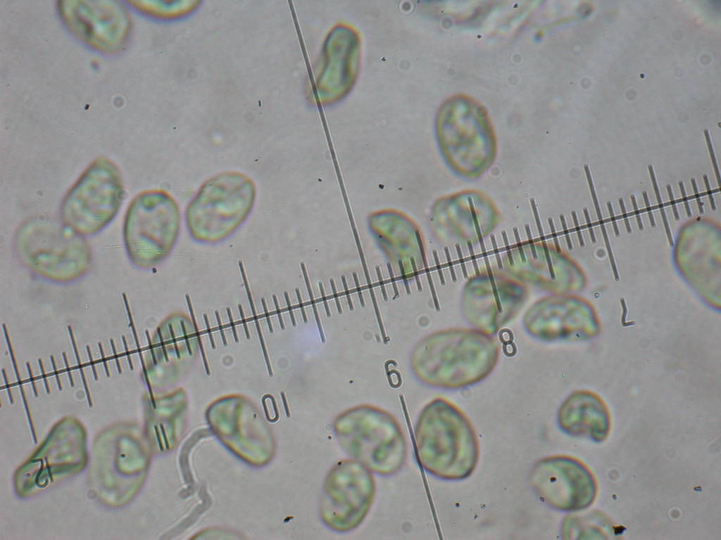 O l''uno... o l''atro???